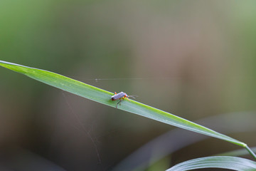 Common beetle Cantharis fusca linnaeus on a blade of grass