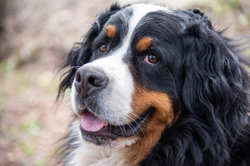 Close up of Bernese mountain dog. Beautiful expression of the dog's head.