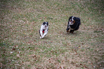 Green grass run during the day on the Australian shepherd's meadow and Bernese mountain dog. Play of happy puppies, with copy space for punnlicitarian writing.