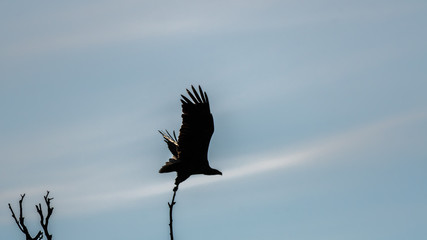 A couple of white tail eagles silhouettes in the wilderness of the Danube delta- Romania