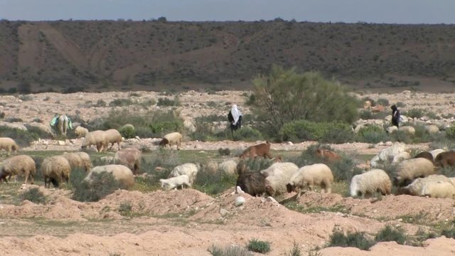Bedouin Shepards with herd, Negev Desert Israel