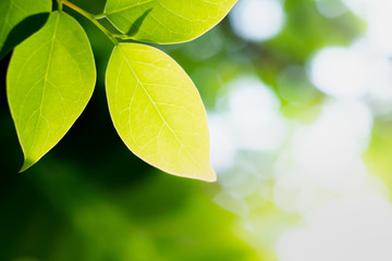 Close-up view of nature, green leaves in the garden during the hot summer months with sunshine. Blurry greenery background behind the leaves. Natural plant landscape suitable to use as background.