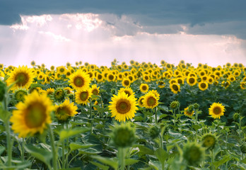 Fototapeta premium field of sunflowers and stormy clouds