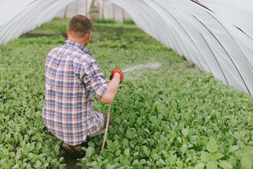 Farmer sits from cabbage seedlings in a greenhouse, pours water from seedlings hoses, a view from...
