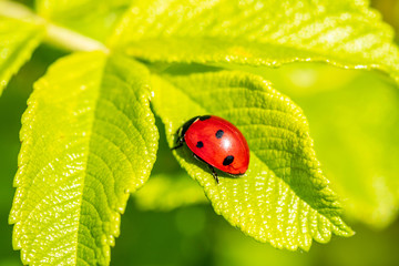 Ladybird on green leaf