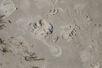 Fußabdruck im Sand am Strand im Sommer, als Hintergrund mit Raum für Text