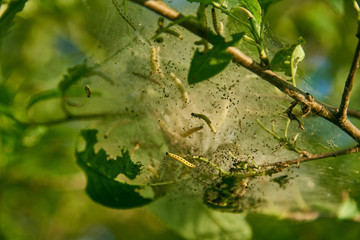Damage to bird cherry ermine moth (Yponomeuta evonymella). The dense white cocoons of spider webs, caterpillars and larvae.
