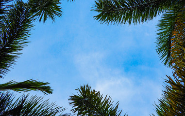 Obraz na płótnie Canvas Top view with palm leaf and blue sky