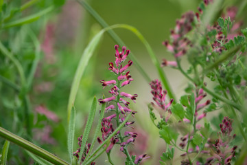 Fumitory Flowers in Bloom in Springtime