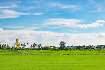Fototapeta na wymiar golden big buddha and rice field