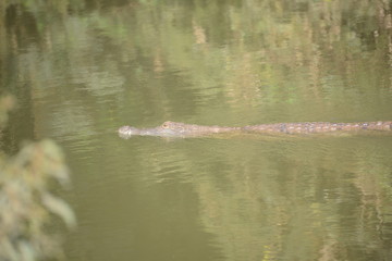 Le caiman sacré de Bangreweogo de Ouagadougou