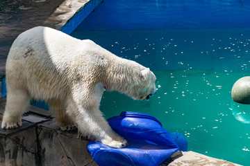 Beautiful polar bear in the zoo, in the blue pool, in a spacious enclosure. A large mammal with fluffy fur and large paws. Life in captivity, good content, cool water.