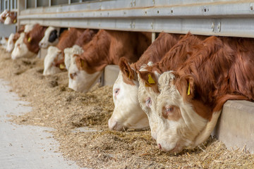 some cattle in a stable