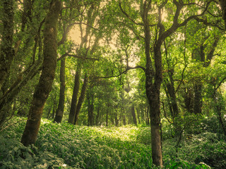 Trees in the forest, nature background of sunlight, wood landscape - trees with grass on the sun shining through in the natural forest in the colorful summer