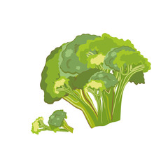 Broccoli cabbage vegetable whole and pieces, healthy food. Illustration.	 - 271631840