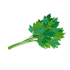 Fresh green parsley. Spicy seasoning. Illustration.	 - 271631868