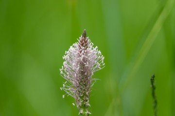 Plantain Inflorescence in Springtime
