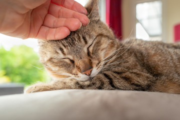 joli chat tigré sur le canapé