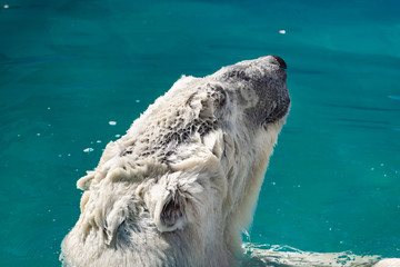 Beautiful polar bear in the zoo, in the blue pool, in a spacious enclosure. A large mammal with...