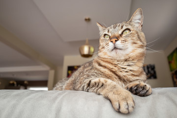 joli chat tigré sur le canapé