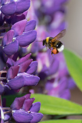 Bumblebee flies to the flower