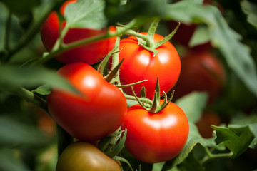 Tomatoes – "Pomodori" - Powered by Adobe