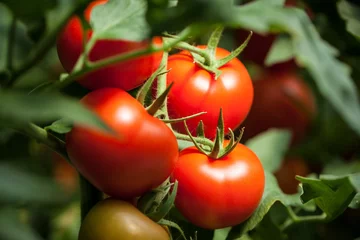 Fotobehang Tomatoes – "Pomodori" © ItalianFoodProd