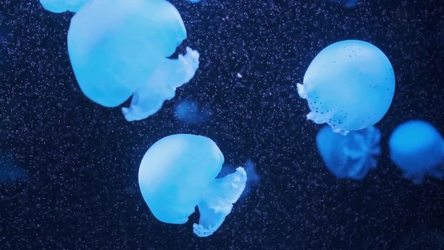 Lychnorhiza lucerna. marble jellyfish move in the water on a dark blue background. Jellyfish medusa underwater. Jellyfish Underwater Footage with glowing medusas moving around in the water. Jellyfish 