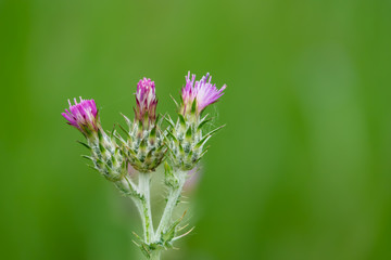 Plumeless Thistle Inflorescence in Springtime