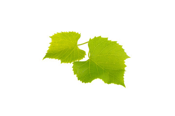 green grape leaf isolated on white background