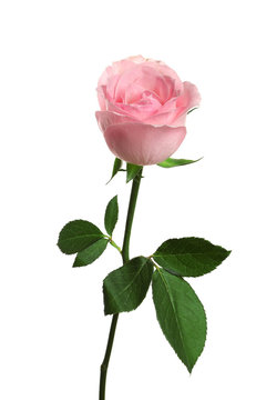 Beautiful blooming pink rose on white background