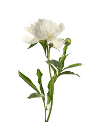Fragrant peony on white background. Beautiful spring flower