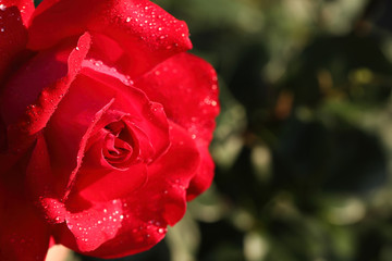Closeup view of beautiful blooming rose against blurred background, space for text