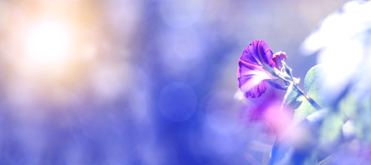 Purple Morning glory in sunlight on a beautiful blue blurred background, banner. Selective focus,...