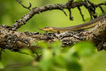 Aesculapean snake on a tree.