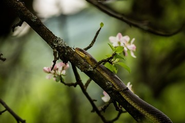 Aesculapean snake on a blossom tree.