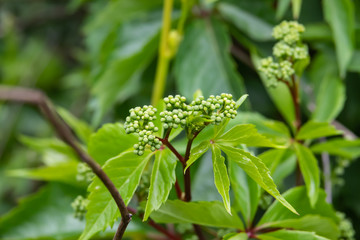 Virginia Creeper Flower Buds in Springtime