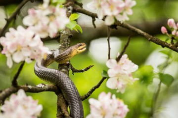 Aesculapean snake on a blossom tree.