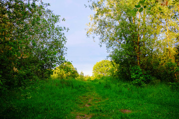 Green grass field and trees with a trail path running uphil inbetween 