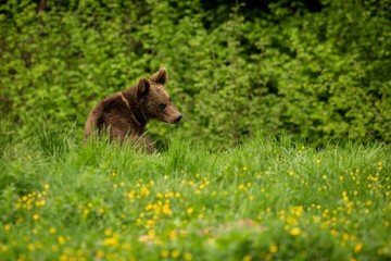 Brown Bear (Ursus arctos) in the meadow