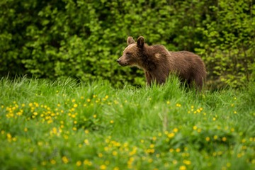 Brown Bear (Ursus arctos) in the meadow