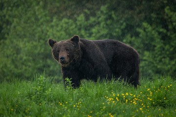 Brown Bear (Ursus arctos) in the rain