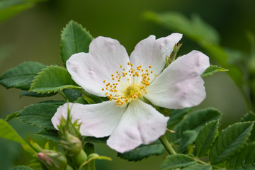 Wild Rose Flower in Bloom in Springtime