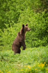 Obraz na płótnie Canvas Brown Bear (Ursus arctos) standing