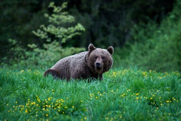 Brown Bear (Ursus arctos) in the meadow