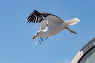 seagull in flight