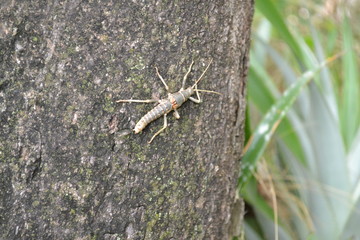 insecto