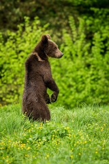 Fototapeta premium Brown Bear (Ursus arctos) standing