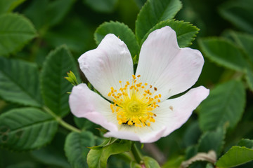 Wild Rose Flower in Bloom in Springtime