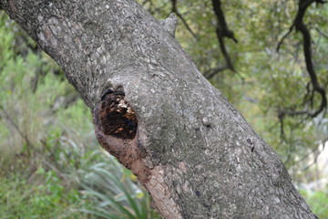 arbol